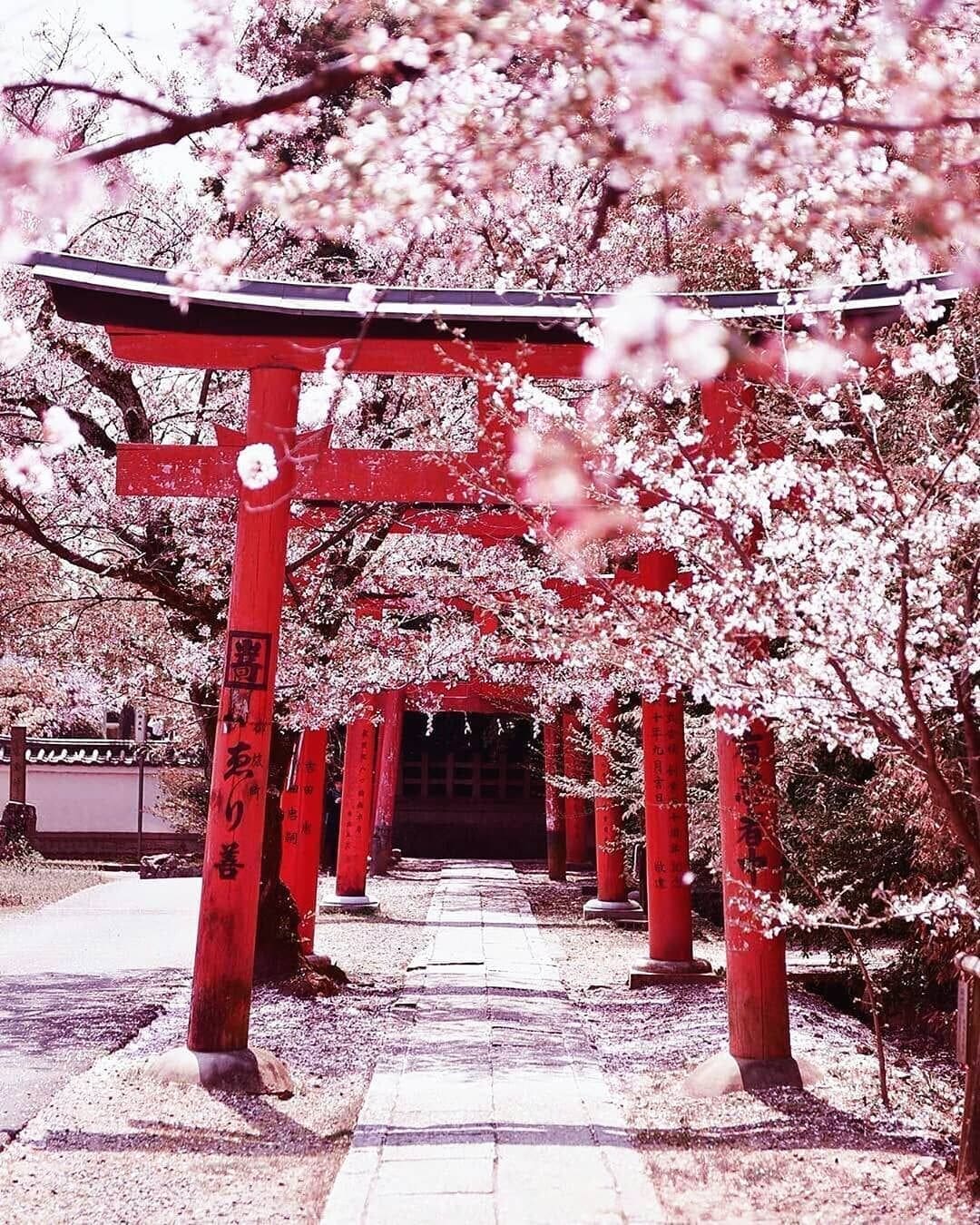 Unveiling Sakura’s Beauty: A Journey into Japanese Cherry Blossom Skincare